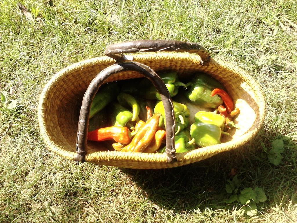 Green Fields Падуа Екстериор снимка