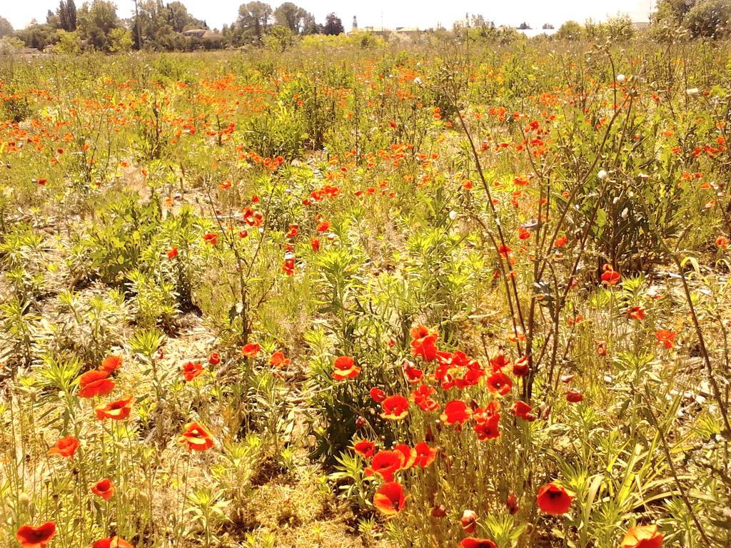 Green Fields Падуа Екстериор снимка
