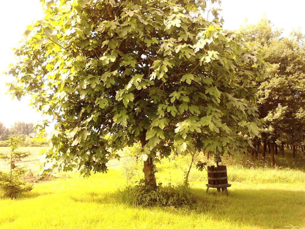Green Fields Падуа Екстериор снимка