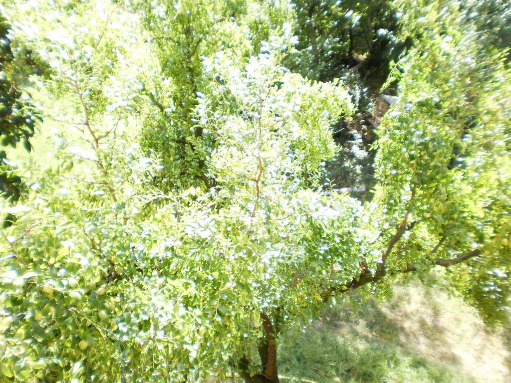 Green Fields Падуа Екстериор снимка